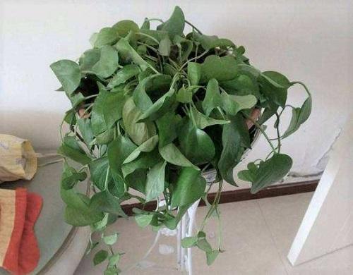 吊兰干了还能救活吗,吊兰干得快什么原因