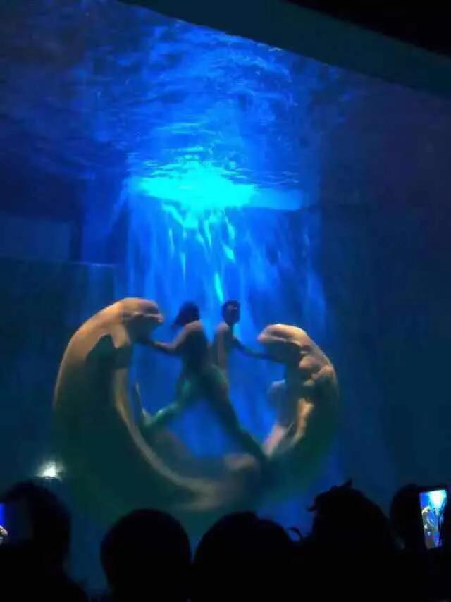 哈尔滨极地馆2期游玩攻略,哈尔滨极地馆动物视频大全