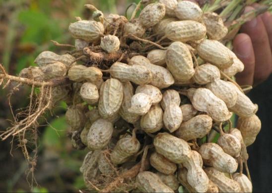 花生种植新手入门教学视频,花生种植技术小视频