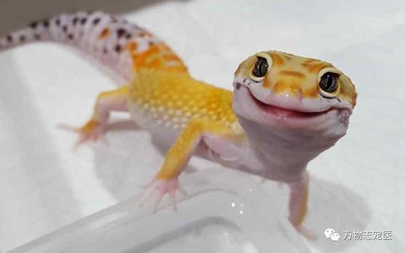 新宠到家笼养几天,新手饲养守宫必备什么品种