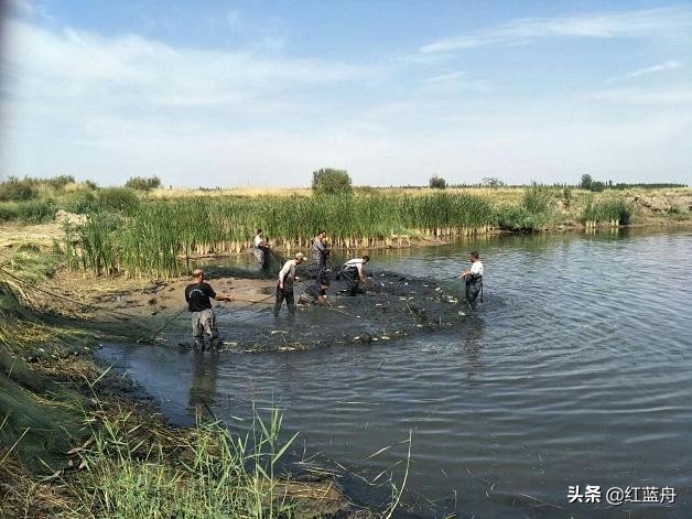 池小养不了大鱼（小说）