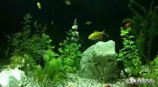 第一天养鱼需要注意什么吗,养鱼天气热了需要注意什么