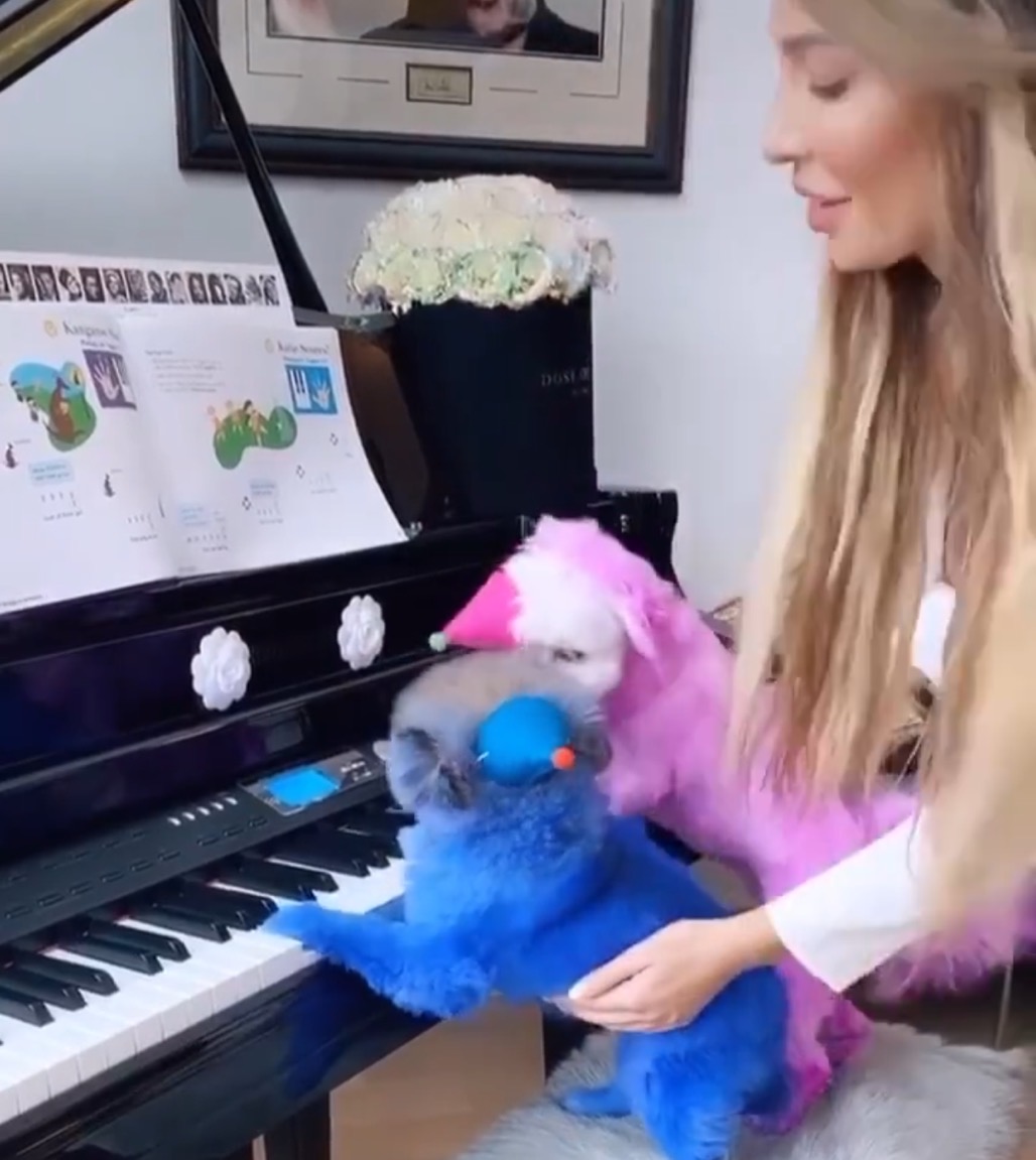 网友爆料女生遭多人虐待,11岁女孩虐待狗狗事件介绍