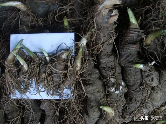 收购纯野生七叶一枝花,现在野生的七叶一枝花很少见