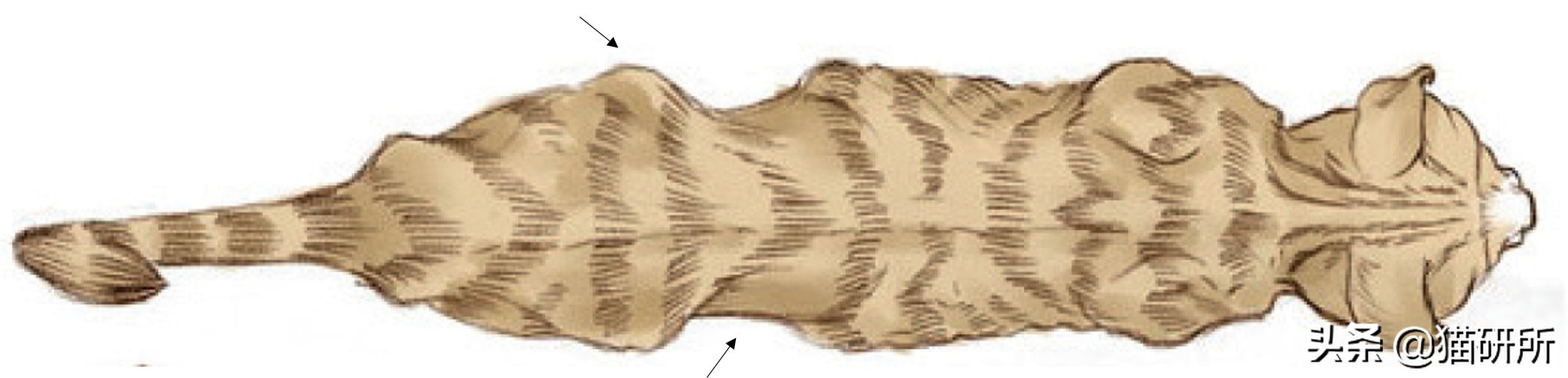 幼猫猫咪的体重多少才是正常体重,猫咪肥胖标准图