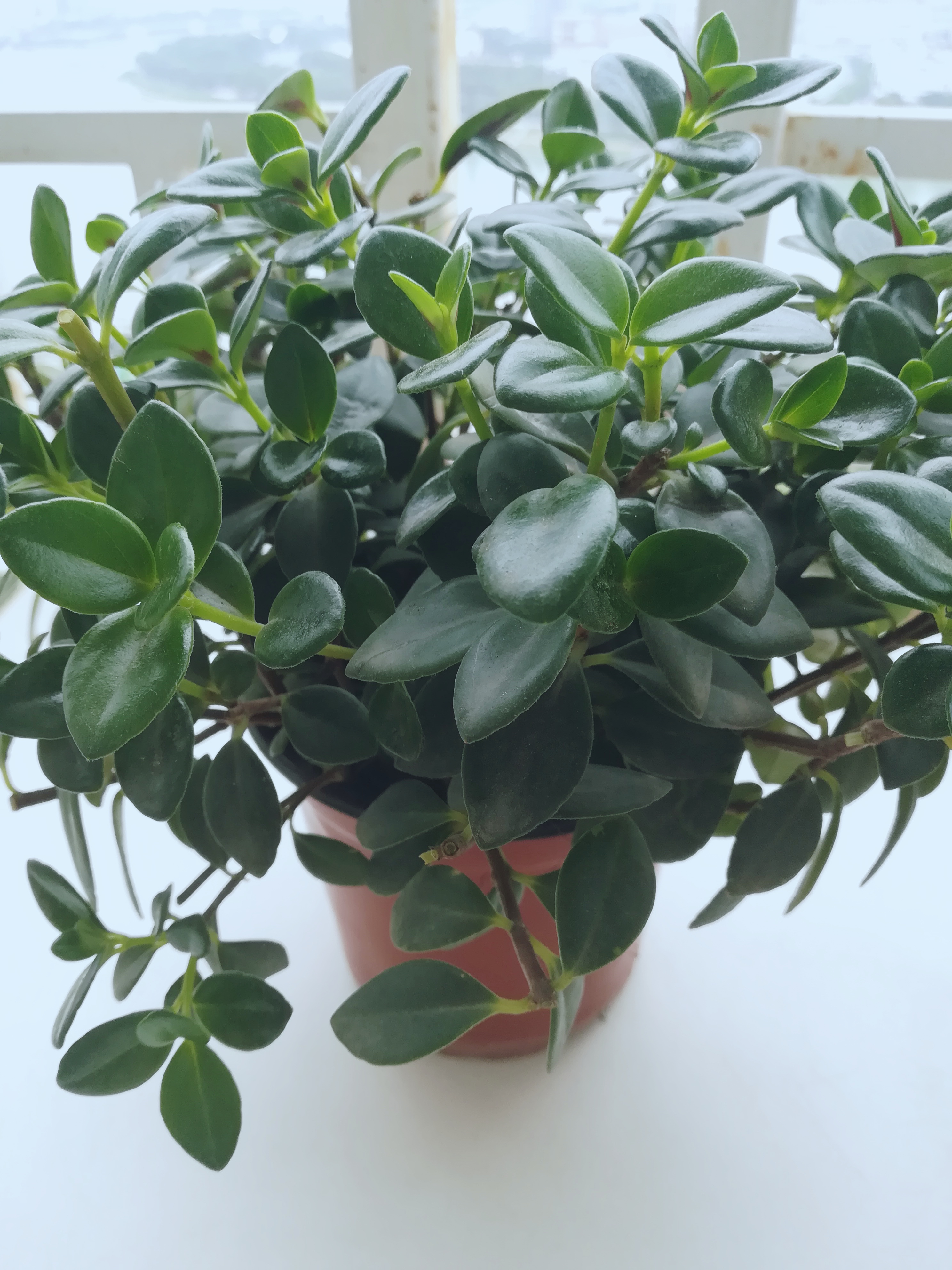 金鱼吊兰掉叶了怎么修剪,金鱼吊兰分了好几个叉怎么修剪