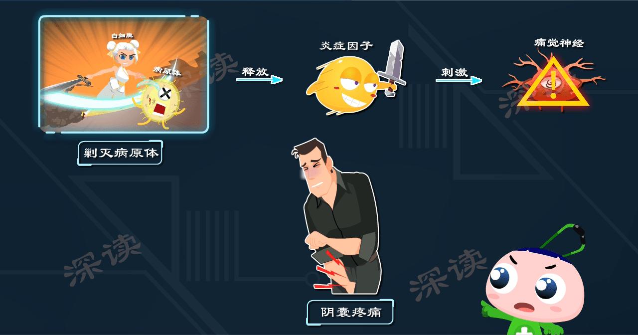 为啥会得附睾炎,附睾炎什么症状说明已经影响生育