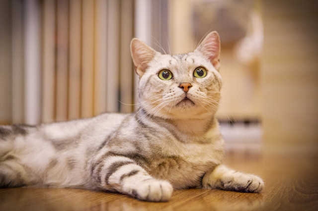 买猫如何避坑该问什么问题,新手买猫怎么防止骗人