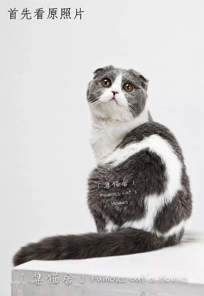 素描动物入门知识,素描动物简单入门教程狗