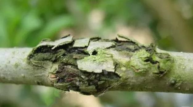 杨梅栽培技术与管理,杨梅种植管理技术