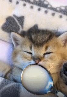 小奶猫的危害视频,小奶猫有什么危险