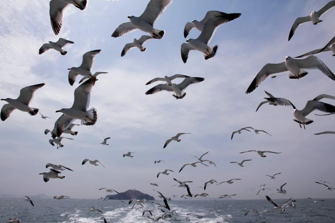 不吃不知道，这座海滨城市就是北方的顺德啊