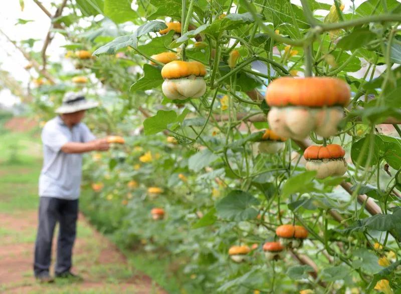 成都东部新区智慧田园,成都生态田园