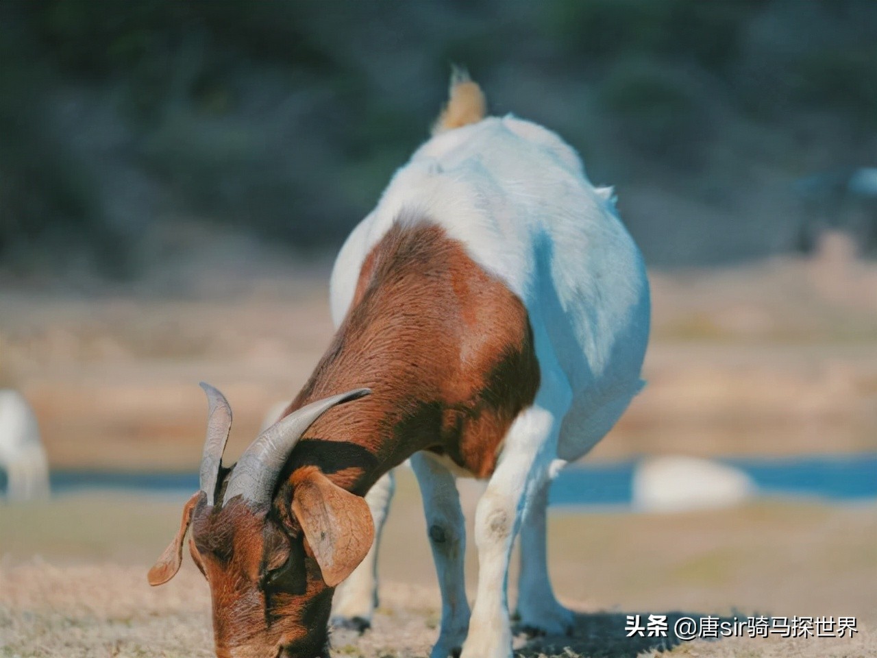 呼伦贝尔大草原旅游看羊群,打卡南昌呼伦贝尔大草原