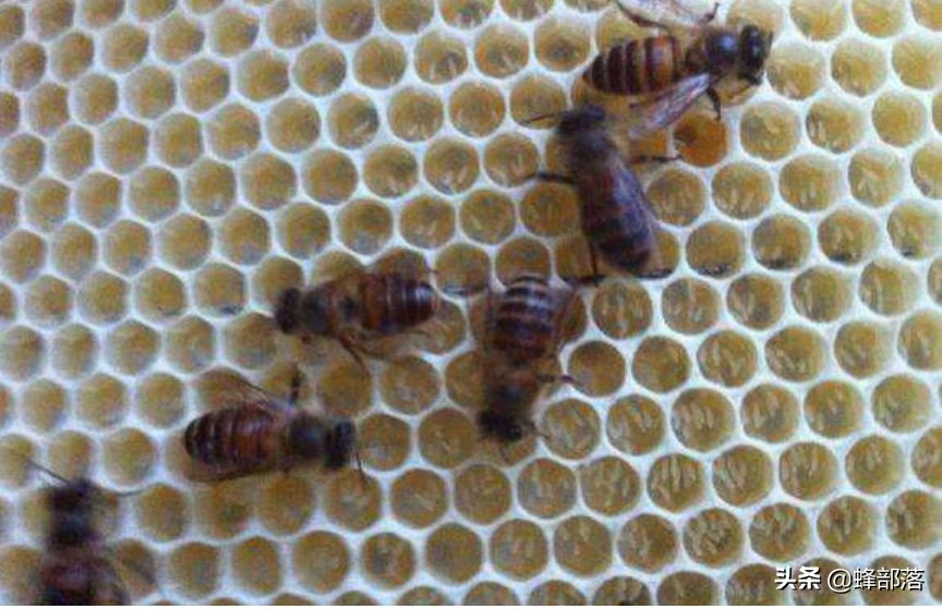 传统蜜蜂如何养才能强大,土养蜜蜂工蜂产卵怎么补救