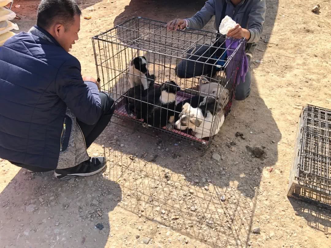 狗市1000块买柴犬,宠物狗串串要值多少钱