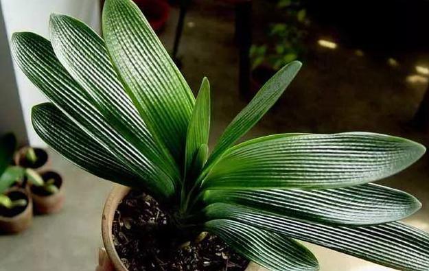 打完豆浆的豆渣如何做肥料,豆浆的豆渣能当肥料吗