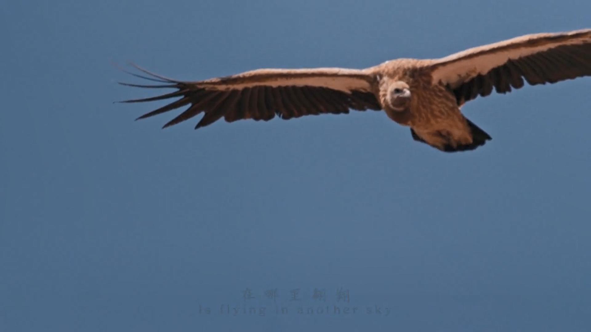 许巍的歌声直击心灵深处,许巍高品质救赎之旅