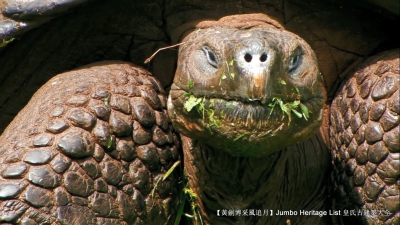 世界上最长寿的象龟多少岁,迄今发现最长寿的龟