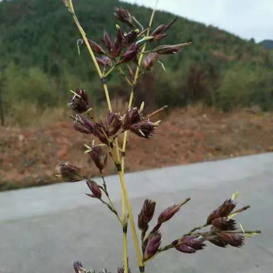 竹子开花，百年难遇的奇闻怪事，生命的最后绽放