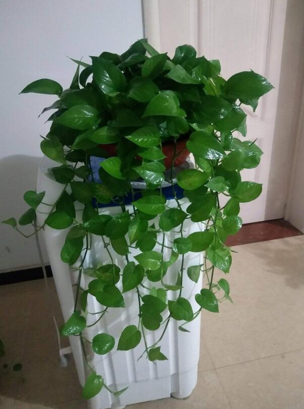 冬天绿萝怎么浇水防烂根,绿萝冬季浇水正确方法