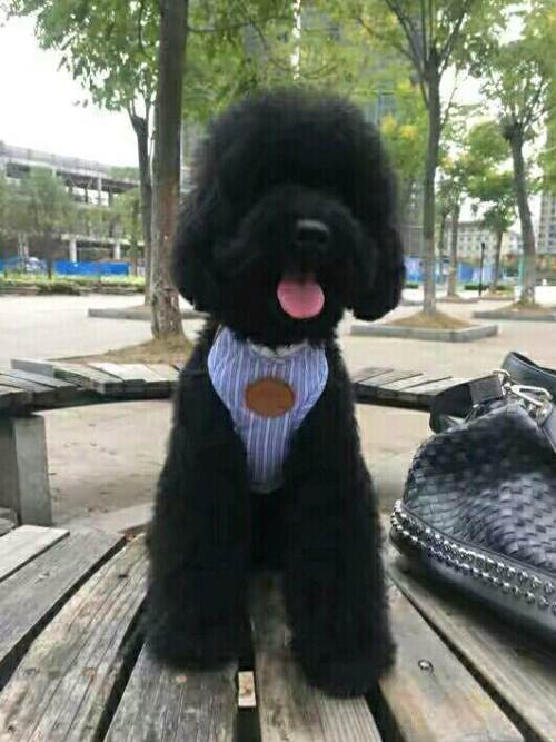 黑色贵宾犬好养吗,黑色贵宾犬为什么不建议养