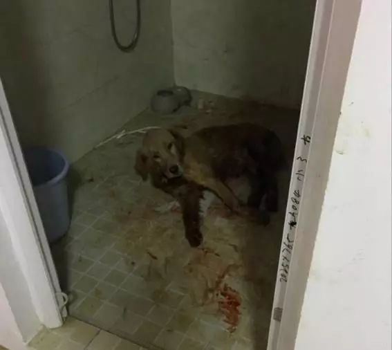 把猫咪打死了心情很沉重,发火了把猫咪差点打死猫咪会怎样