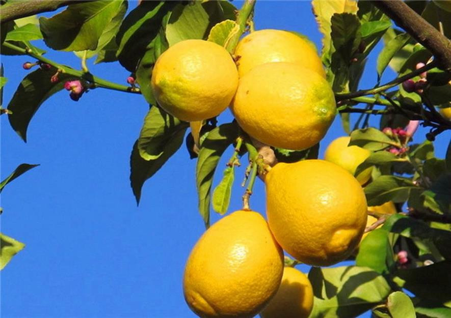 百种水果,100种果子大全