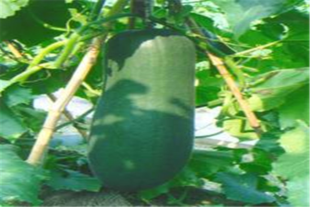 广东节瓜种植搭架技术,广东节瓜什么时候种植最好