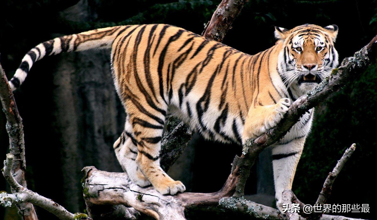 原来狮子和老虎实力相差那么多,最强狮子和最强老虎哪个更强