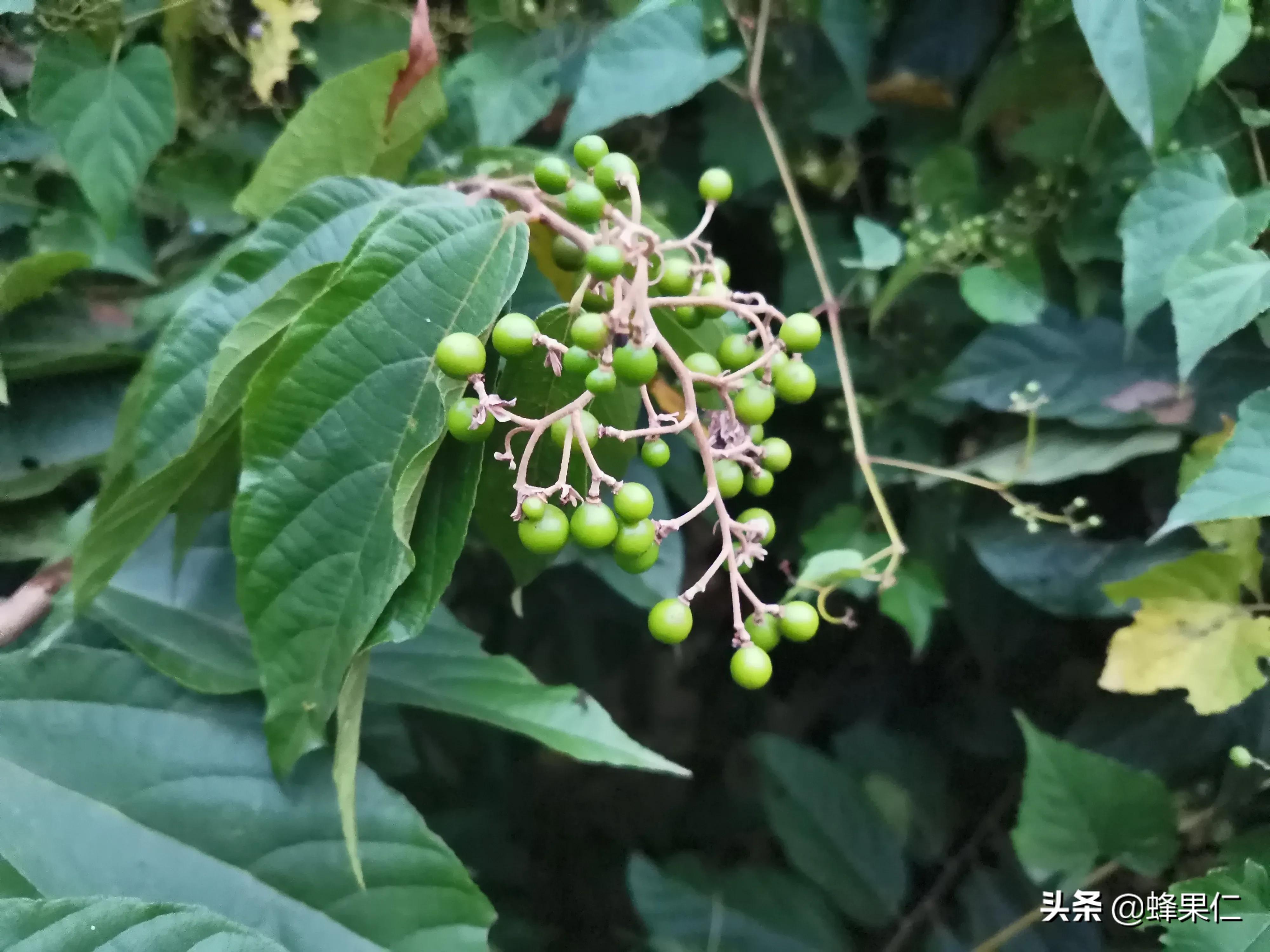 农村的所有野果,农村常见50种野果