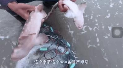 海上直播赶海视频,山东海阳赶海直播