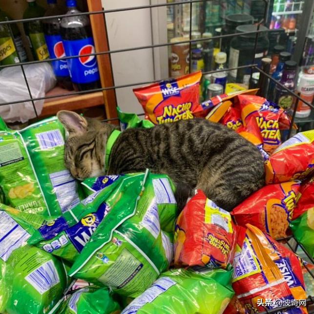 很火的宠物猫名字有哪些,比较出名的宠物猫店铺名字