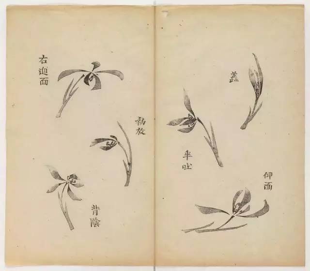 毛笔怎么画兰草,怎么画兰花和书法