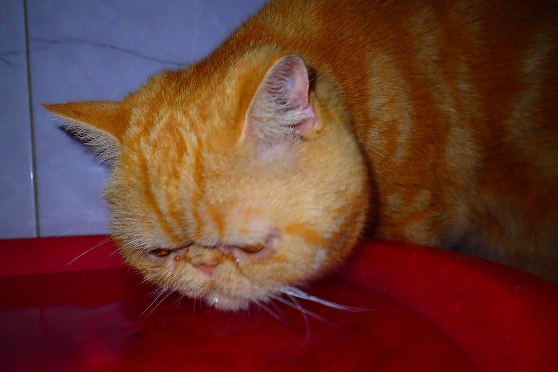 猫咪会因为天气变化不爱喝水吗,猫咪不爱喝水可以用针管喂吗