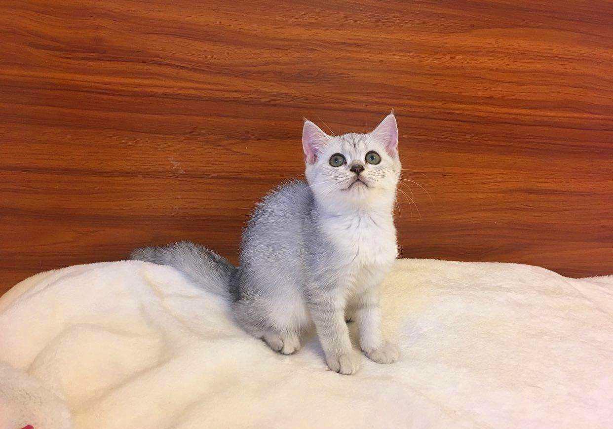 猫咪感冒打喷嚏流鼻涕是猫鼻支吗,猫咪感冒流脓鼻涕是什么情况