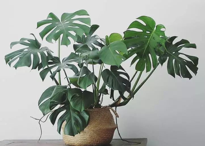 3岁孩子误食了药物属于意外吗,小孩误食绿植肥料怎么办