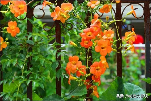三种最旺家的爬藤植物,最好种的爬藤植物