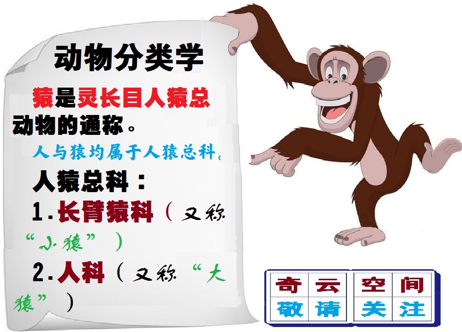 动物大猩猩深度解析,人科动物图谱