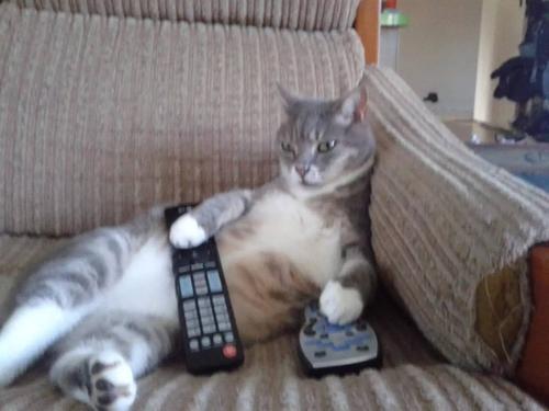 有些猫真的不把自己当猫,和人类呆久了的猫