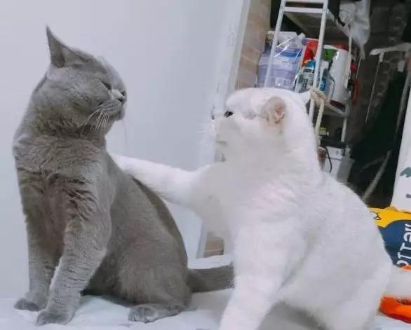 吃糖会导致子宫衰老吗,多吃糖会加速衰老吗