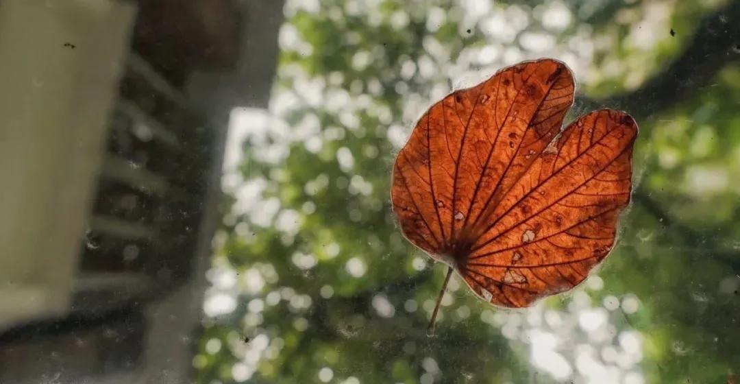 面对护短的婆婆我该怎么办,面对公公婆婆的偏心我无能为力