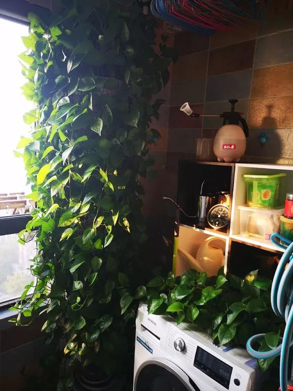 绿萝养护技巧和注意事项,绿萝的叶子怎么养护才能又肥又大