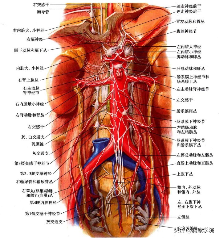 自主神经血管张力障碍,自主神经系统对血管的调控