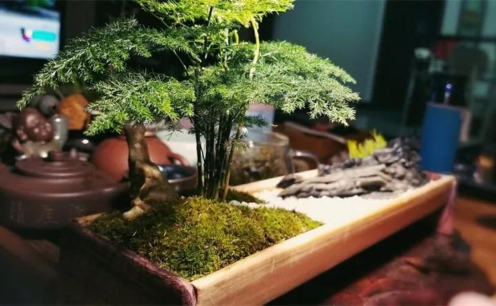 养花技巧土壤板结,养花小技巧土壤变酸变碱