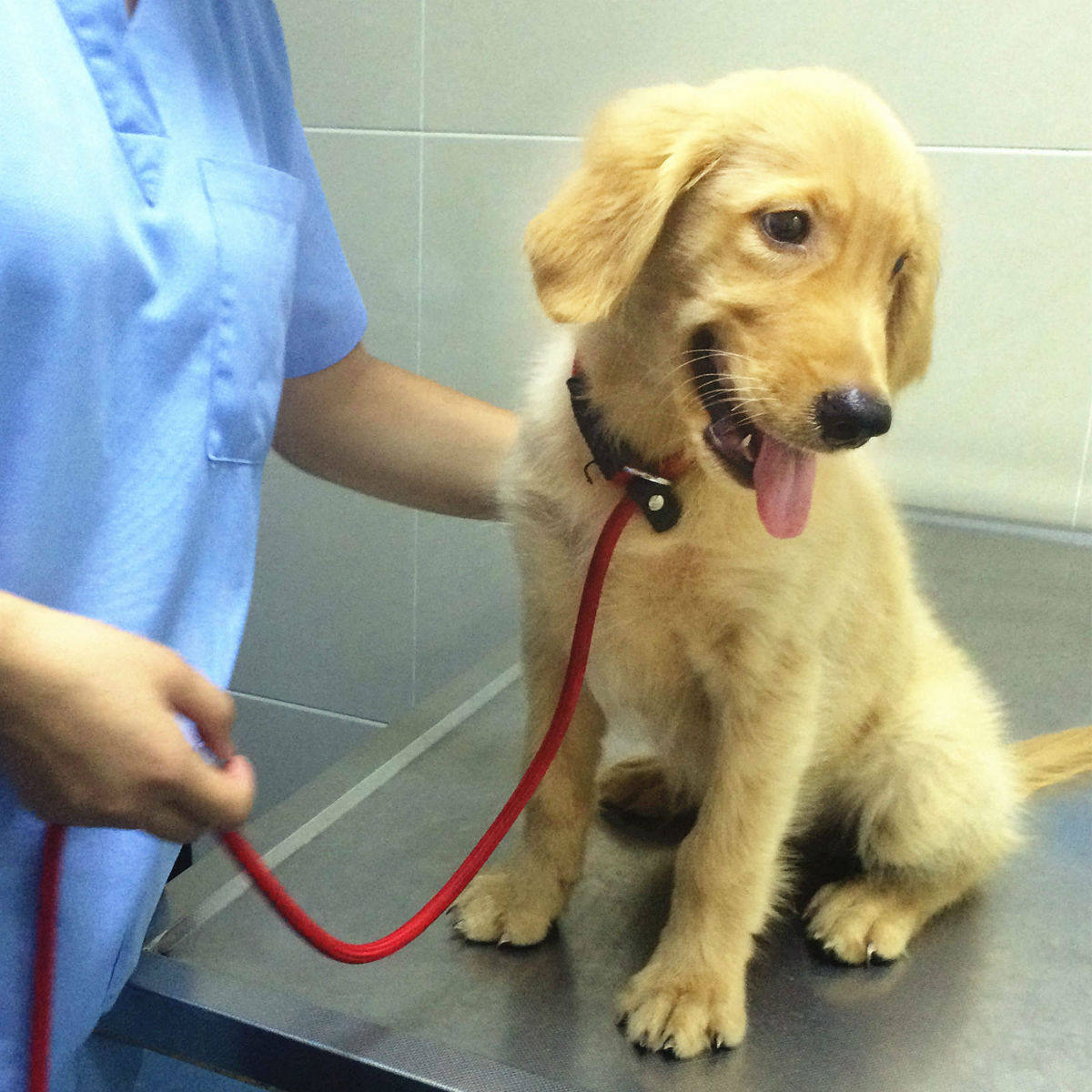 金毛瘦吃不胖怎么回事,金毛一直很瘦怎么办