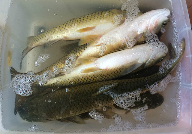 钓草鱼用什么办法好钓,教你怎么钓草鱼开饵料