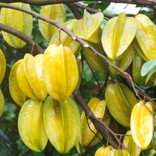 养花必备植物嫁接和养护技巧,养花匠秘籍