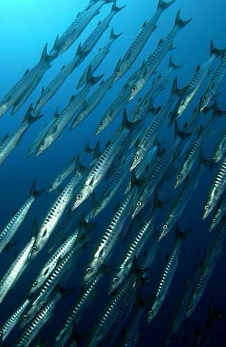 中国海鲜河鲜,市场河鲜海鲜种类大全