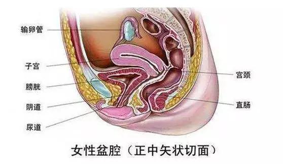 关于子宫卵巢的知识,关于盆底你了解多少